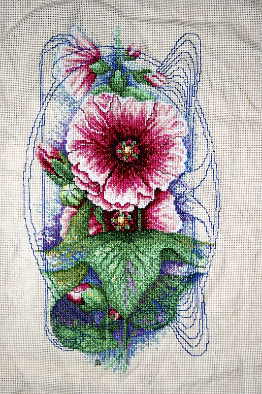 Bristly Hollyhock