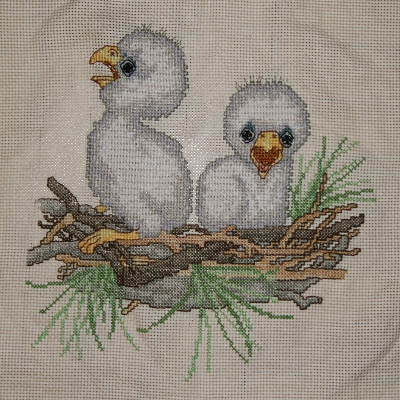 Bald Eagle Chicks
