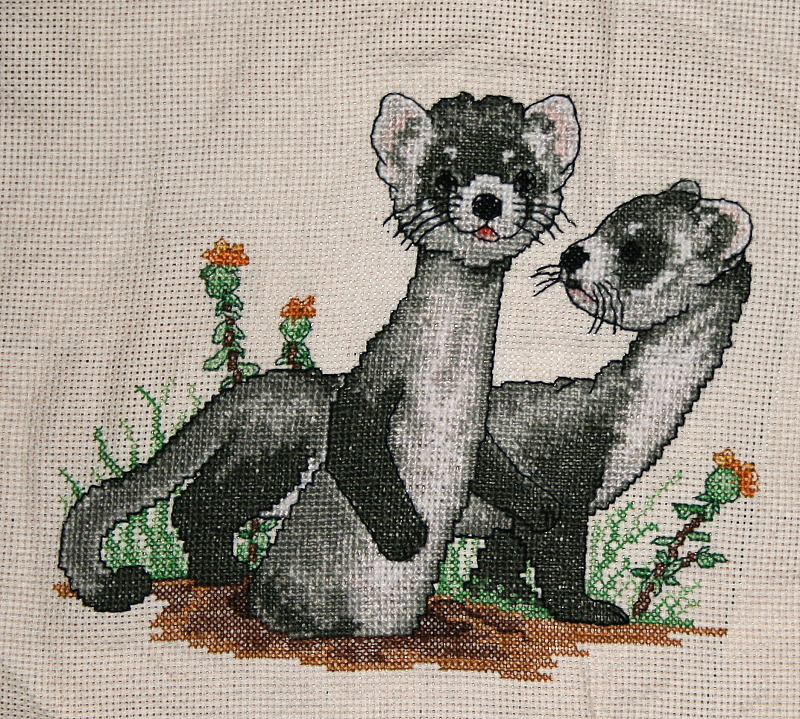 Ferret