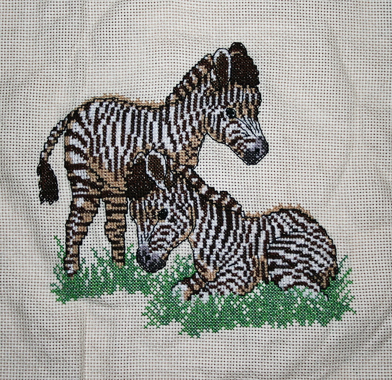 Mountain Zebra